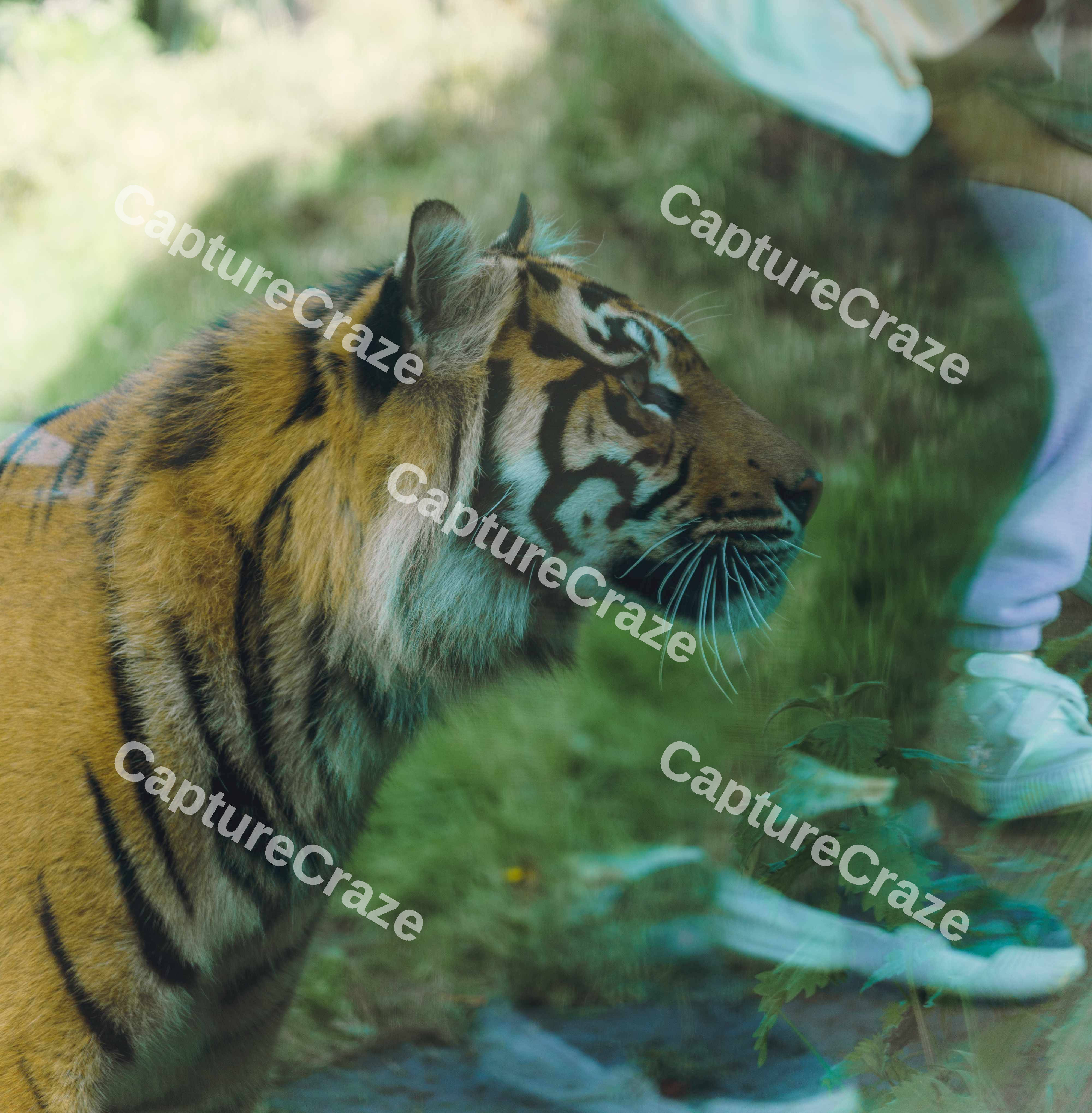 Tiger And Reflection